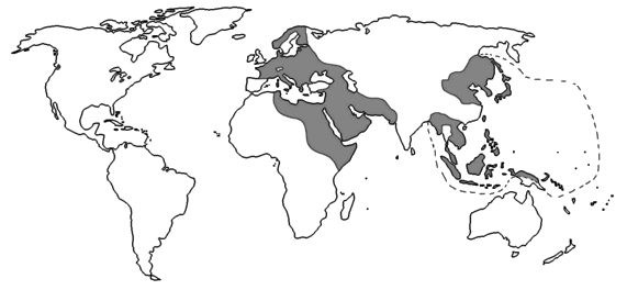 Massima espansione dell'Asse durante la Seconda Guerra Mondiale