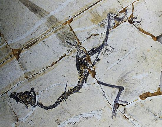 Un uccello con quattro ali